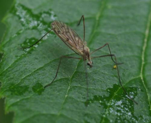 Symplecta stictica